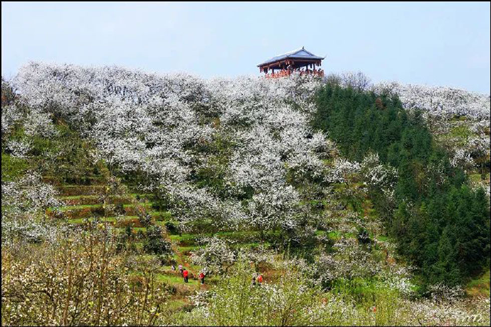【春天，广西桂林灌阳县向您发出邀请！】我们在灌阳看梨花 - 游山玩水 - 秦皇岛生活社区 - 秦皇岛28生活网 qhd.28life.net