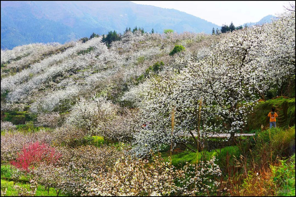 【春天，广西桂林灌阳县向您发出邀请！】我们在灌阳看梨花 - 游山玩水 - 秦皇岛生活社区 - 秦皇岛28生活网 qhd.28life.net