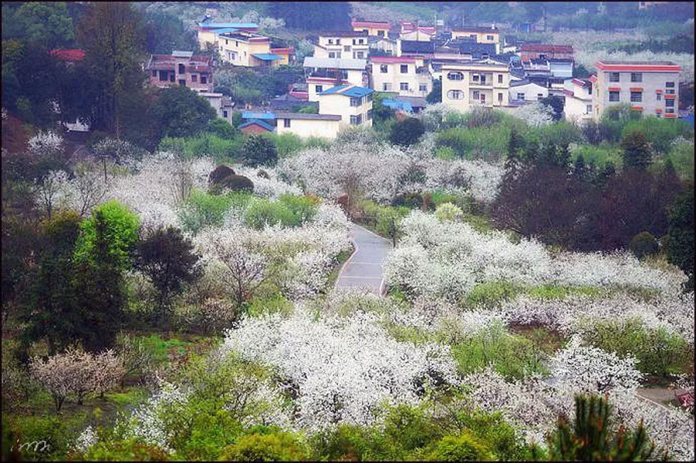 【春天，广西桂林灌阳县向您发出邀请！】我们在灌阳看梨花 - 游山玩水 - 秦皇岛生活社区 - 秦皇岛28生活网 qhd.28life.net
