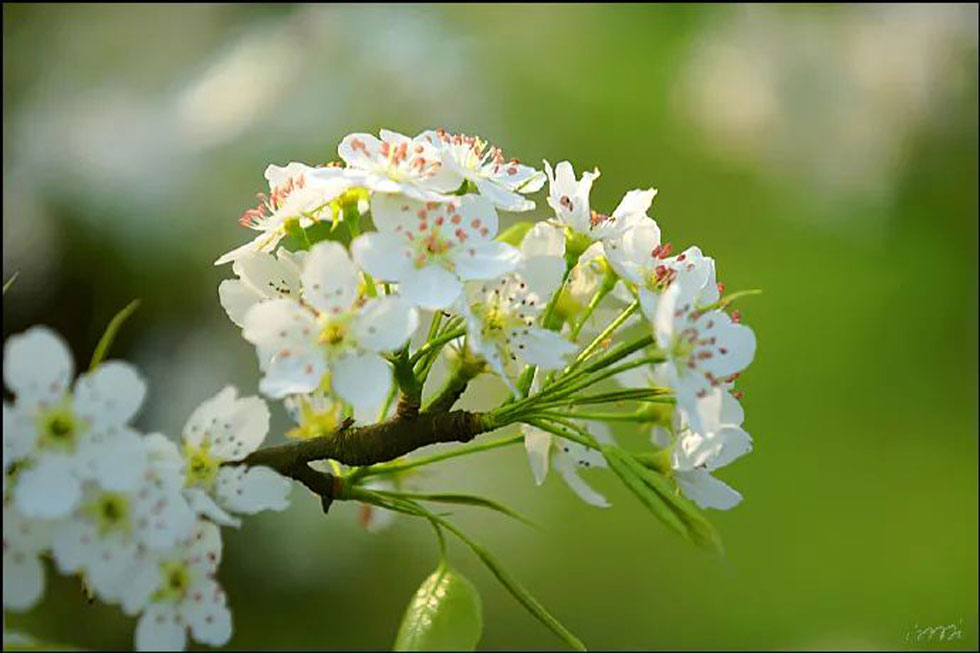 【春天，广西桂林灌阳县向您发出邀请！】我们在灌阳看梨花 - 游山玩水 - 秦皇岛生活社区 - 秦皇岛28生活网 qhd.28life.net