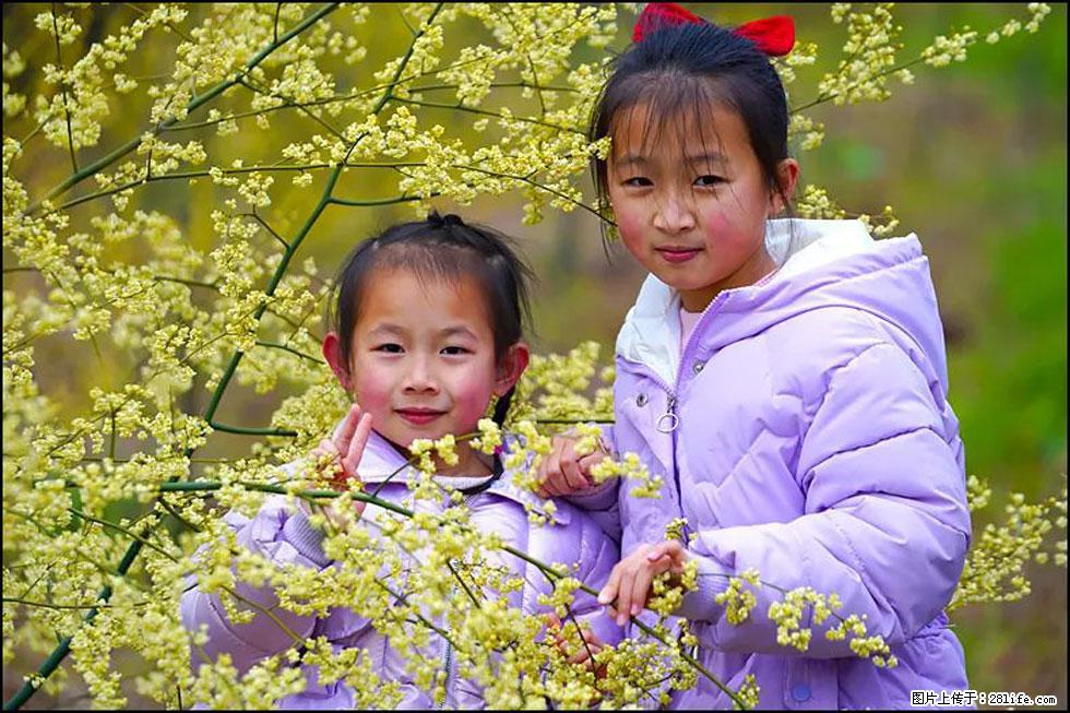 【春天，广西桂林灌阳县向您发出邀请！】米珠山前有片山苍子花在飘香 - 游山玩水 - 秦皇岛生活社区 - 秦皇岛28生活网 qhd.28life.net