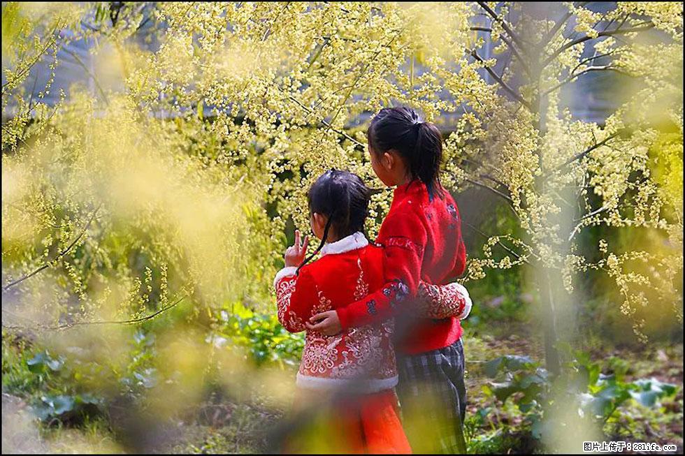 【春天，广西桂林灌阳县向您发出邀请！】米珠山前有片山苍子花在飘香 - 游山玩水 - 秦皇岛生活社区 - 秦皇岛28生活网 qhd.28life.net