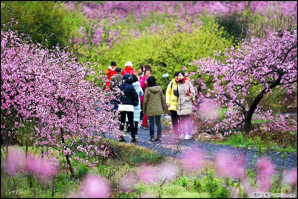 【春天，广西桂林灌阳县向您发出邀请！】官庄村有个醉美的桃花园 - 游山玩水 - 秦皇岛生活社区 - 秦皇岛28生活网 qhd.28life.net