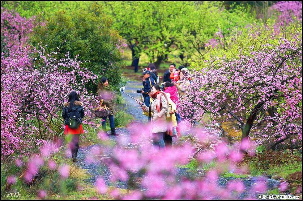 【春天，广西桂林灌阳县向您发出邀请！】官庄村有个醉美的桃花园 - 游山玩水 - 秦皇岛生活社区 - 秦皇岛28生活网 qhd.28life.net