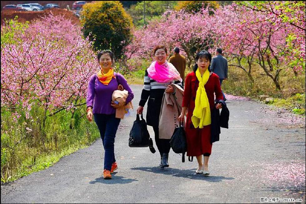 【春天，广西桂林灌阳县向您发出邀请！】官庄村有个醉美的桃花园 - 游山玩水 - 秦皇岛生活社区 - 秦皇岛28生活网 qhd.28life.net