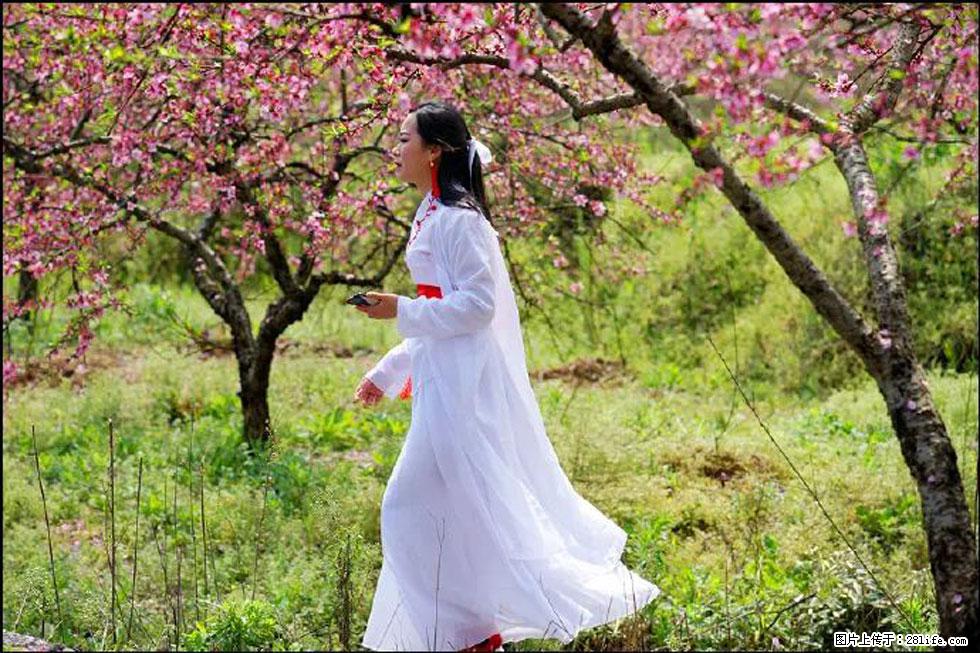 【春天，广西桂林灌阳县向您发出邀请！】官庄村有个醉美的桃花园 - 游山玩水 - 秦皇岛生活社区 - 秦皇岛28生活网 qhd.28life.net
