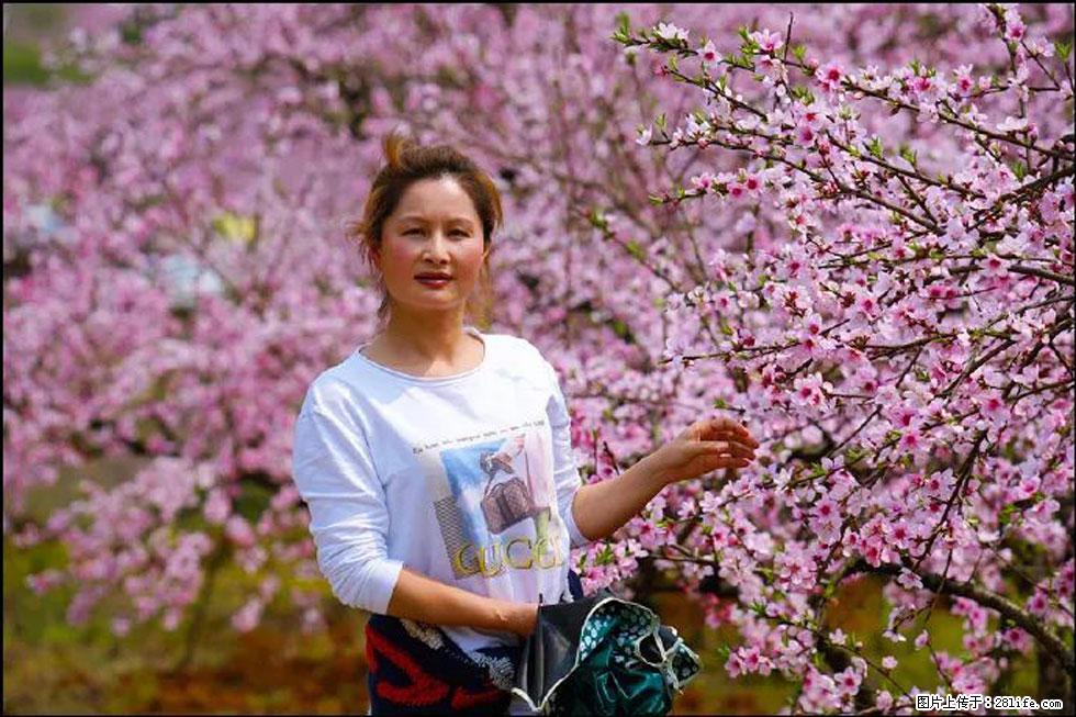 【春天，广西桂林灌阳县向您发出邀请！】官庄村有个醉美的桃花园 - 游山玩水 - 秦皇岛生活社区 - 秦皇岛28生活网 qhd.28life.net