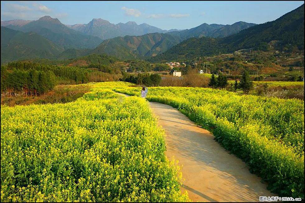 【春天，广西桂林灌阳县向您发出邀请！】长坪村油菜盛情花开 - 游山玩水 - 秦皇岛生活社区 - 秦皇岛28生活网 qhd.28life.net