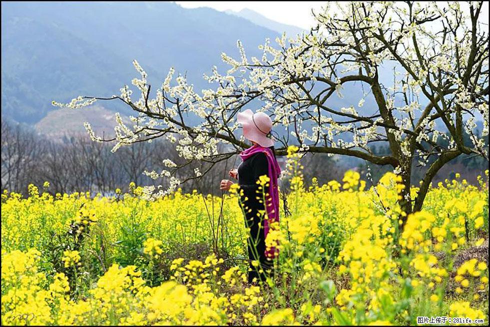 【春天，广西桂林灌阳县向您发出邀请！】长坪村油菜盛情花开 - 游山玩水 - 秦皇岛生活社区 - 秦皇岛28生活网 qhd.28life.net