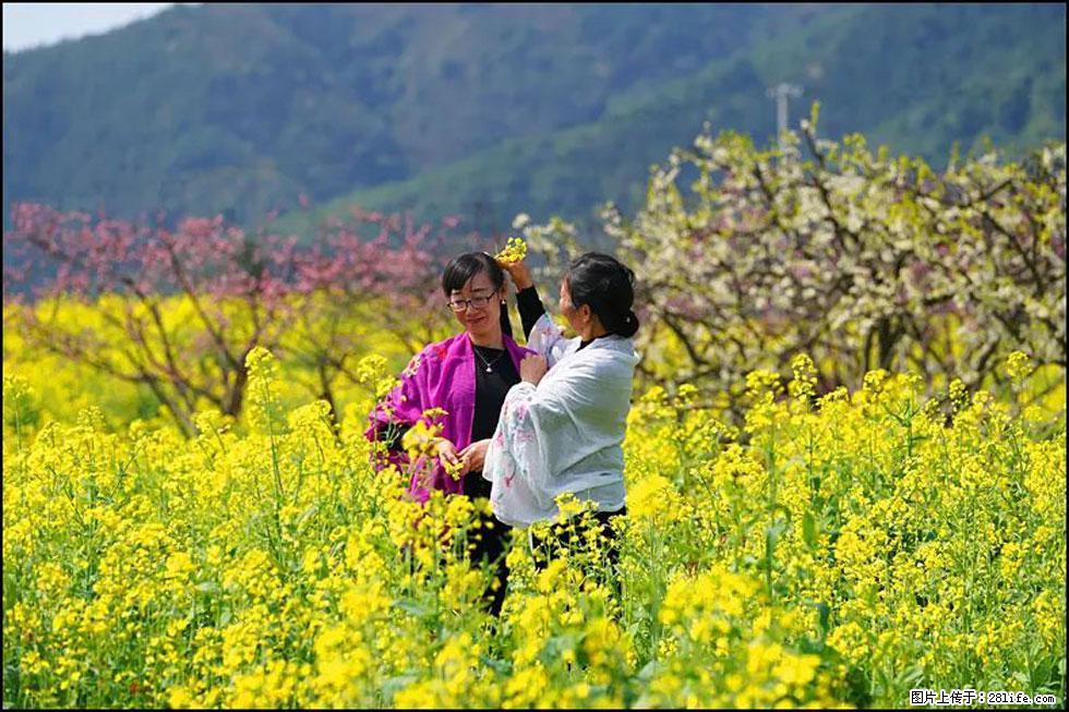 【春天，广西桂林灌阳县向您发出邀请！】长坪村油菜盛情花开 - 游山玩水 - 秦皇岛生活社区 - 秦皇岛28生活网 qhd.28life.net