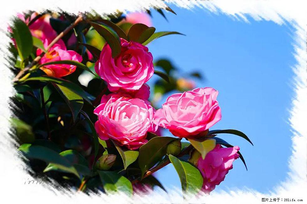 【春天，广西桂林灌阳县向您发出邀请！】杨柳井茶花惹人爱 - 游山玩水 - 秦皇岛生活社区 - 秦皇岛28生活网 qhd.28life.net