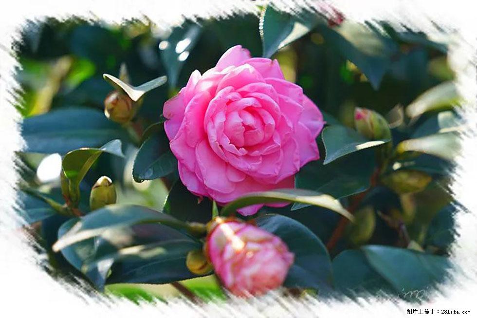 【春天，广西桂林灌阳县向您发出邀请！】杨柳井茶花惹人爱 - 游山玩水 - 秦皇岛生活社区 - 秦皇岛28生活网 qhd.28life.net