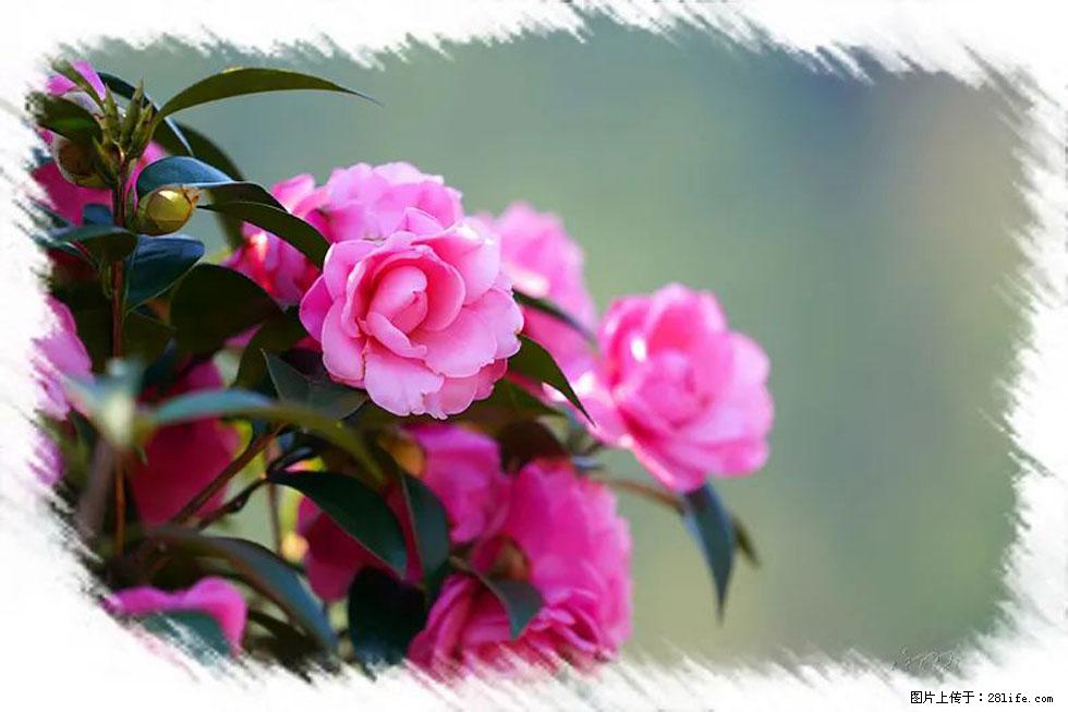【春天，广西桂林灌阳县向您发出邀请！】杨柳井茶花惹人爱 - 游山玩水 - 秦皇岛生活社区 - 秦皇岛28生活网 qhd.28life.net