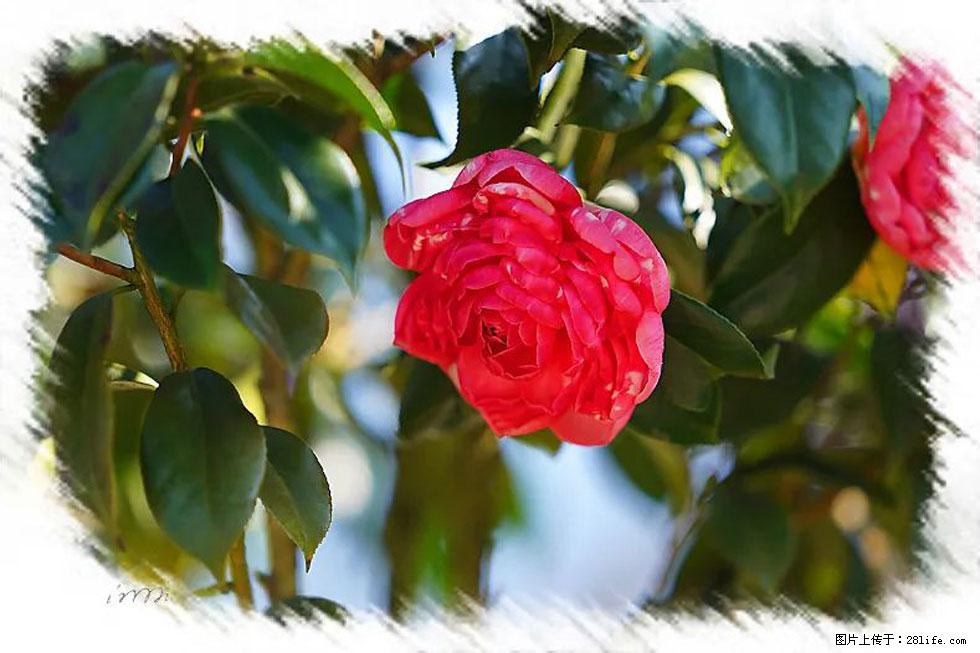 【春天，广西桂林灌阳县向您发出邀请！】杨柳井茶花惹人爱 - 游山玩水 - 秦皇岛生活社区 - 秦皇岛28生活网 qhd.28life.net