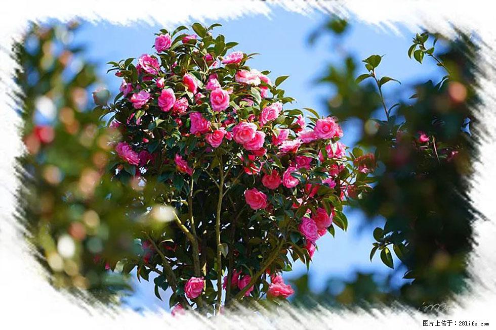 【春天，广西桂林灌阳县向您发出邀请！】杨柳井茶花惹人爱 - 游山玩水 - 秦皇岛生活社区 - 秦皇岛28生活网 qhd.28life.net