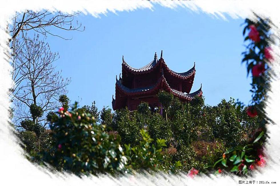 【春天，广西桂林灌阳县向您发出邀请！】杨柳井茶花惹人爱 - 游山玩水 - 秦皇岛生活社区 - 秦皇岛28生活网 qhd.28life.net
