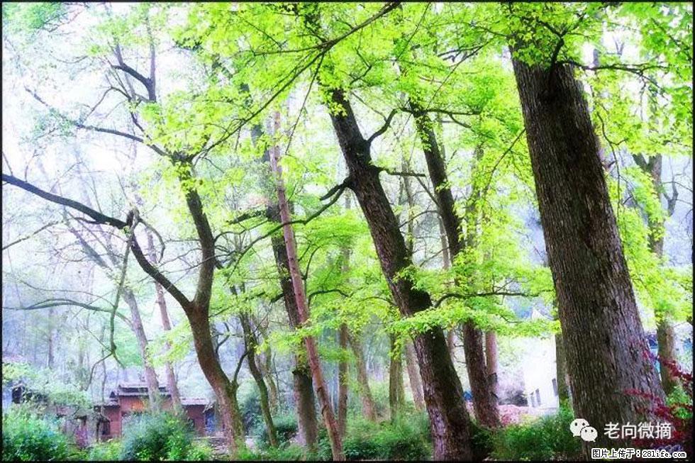 【春天，广西桂林灌阳县向您发出邀请！】在小龙村与春天约会 - 游山玩水 - 秦皇岛生活社区 - 秦皇岛28生活网 qhd.28life.net