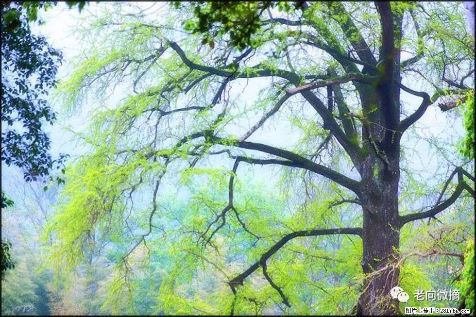 【春天，广西桂林灌阳县向您发出邀请！】在小龙村与春天约会 - 游山玩水 - 秦皇岛生活社区 - 秦皇岛28生活网 qhd.28life.net