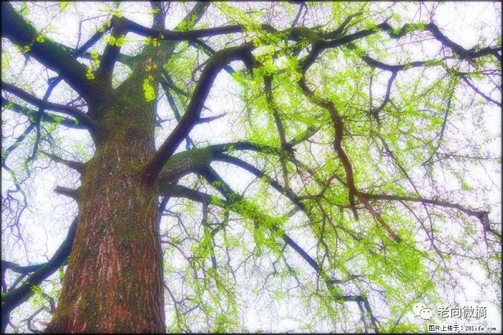 【春天，广西桂林灌阳县向您发出邀请！】在小龙村与春天约会 - 游山玩水 - 秦皇岛生活社区 - 秦皇岛28生活网 qhd.28life.net