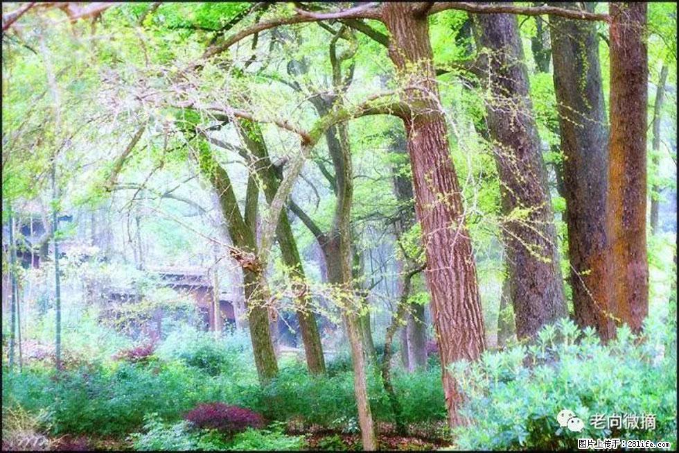 【春天，广西桂林灌阳县向您发出邀请！】在小龙村与春天约会 - 游山玩水 - 秦皇岛生活社区 - 秦皇岛28生活网 qhd.28life.net