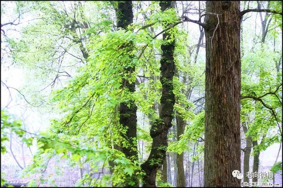 【春天，广西桂林灌阳县向您发出邀请！】在小龙村与春天约会 - 游山玩水 - 秦皇岛生活社区 - 秦皇岛28生活网 qhd.28life.net