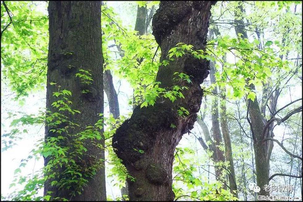 【春天，广西桂林灌阳县向您发出邀请！】在小龙村与春天约会 - 游山玩水 - 秦皇岛生活社区 - 秦皇岛28生活网 qhd.28life.net