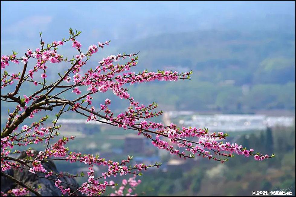 【春天，广西桂林灌阳县向您发出邀请！】望月岭上桃花开 - 游山玩水 - 秦皇岛生活社区 - 秦皇岛28生活网 qhd.28life.net