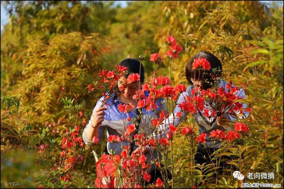 【春天，广西桂林灌阳县向您发出邀请！】登麒麟山，相约映山红 - 游山玩水 - 秦皇岛生活社区 - 秦皇岛28生活网 qhd.28life.net
