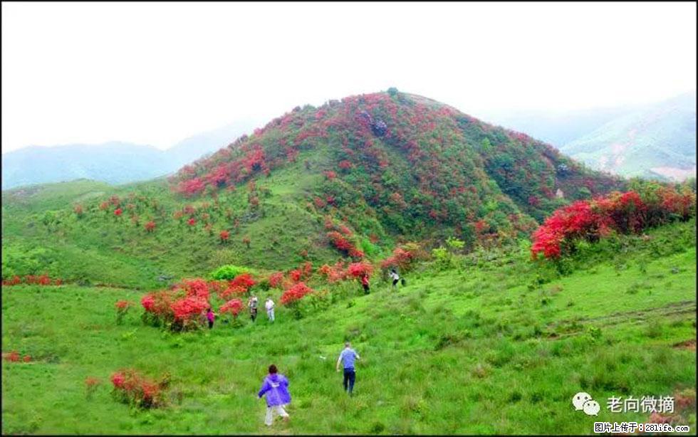 【春天，广西桂林灌阳县向您发出邀请！】宝盖山上映山红 - 游山玩水 - 秦皇岛生活社区 - 秦皇岛28生活网 qhd.28life.net