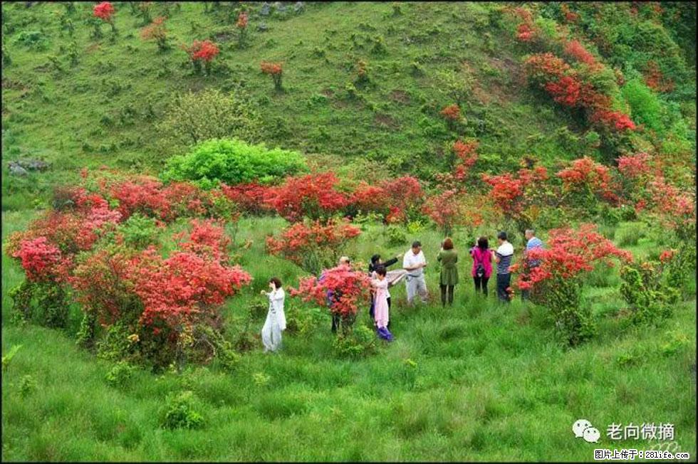 【春天，广西桂林灌阳县向您发出邀请！】宝盖山上映山红 - 游山玩水 - 秦皇岛生活社区 - 秦皇岛28生活网 qhd.28life.net