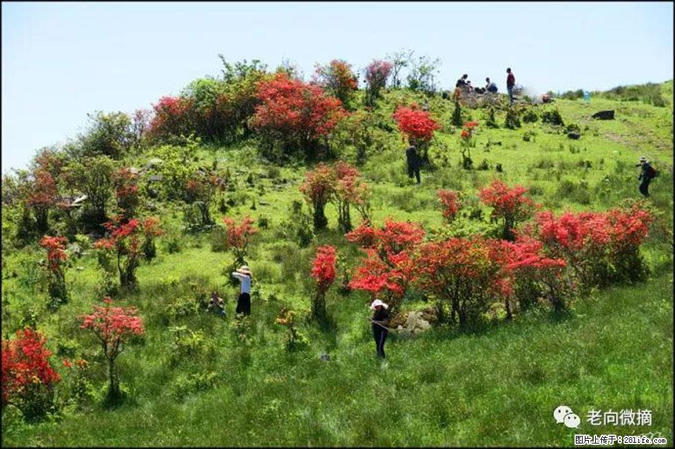【春天，广西桂林灌阳县向您发出邀请！】宝盖山上映山红 - 游山玩水 - 秦皇岛生活社区 - 秦皇岛28生活网 qhd.28life.net