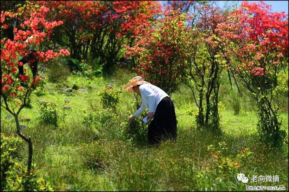 【春天，广西桂林灌阳县向您发出邀请！】宝盖山上映山红 - 游山玩水 - 秦皇岛生活社区 - 秦皇岛28生活网 qhd.28life.net