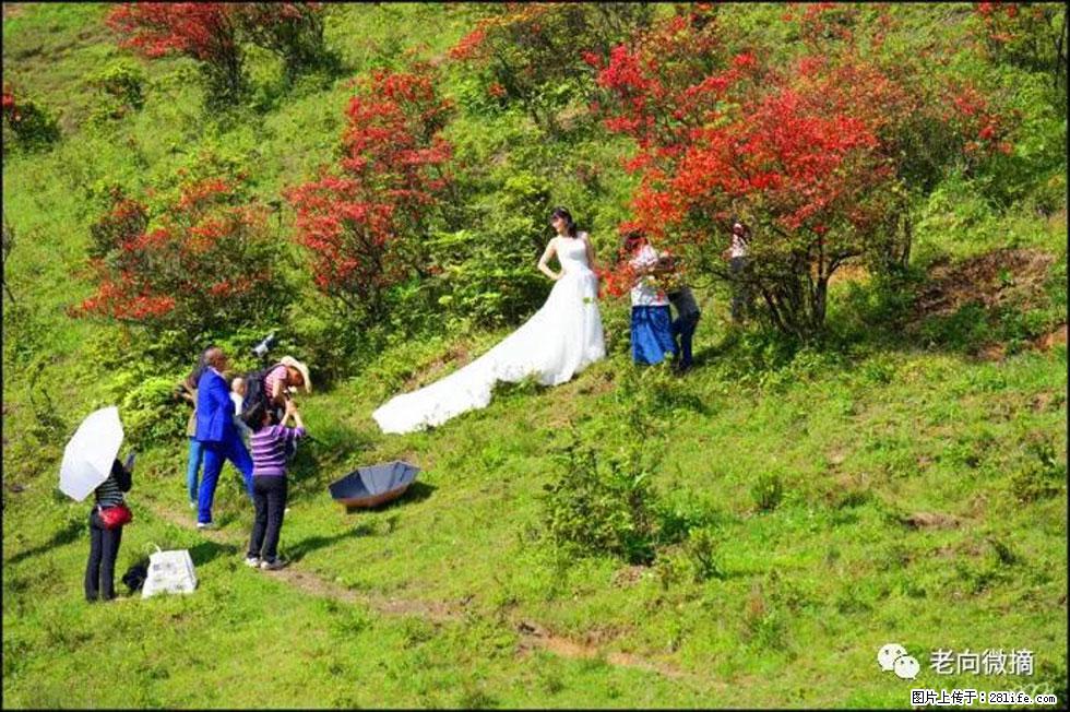 【春天，广西桂林灌阳县向您发出邀请！】宝盖山上映山红 - 游山玩水 - 秦皇岛生活社区 - 秦皇岛28生活网 qhd.28life.net