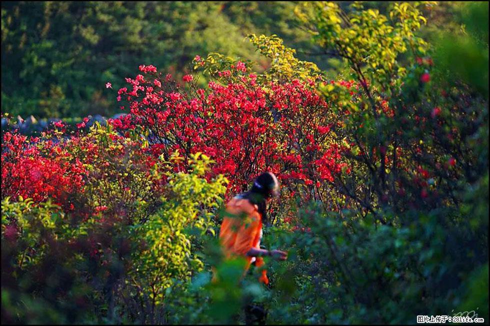 【春天，广西桂林灌阳县向您发出邀请！】春木界上映山红 - 游山玩水 - 秦皇岛生活社区 - 秦皇岛28生活网 qhd.28life.net