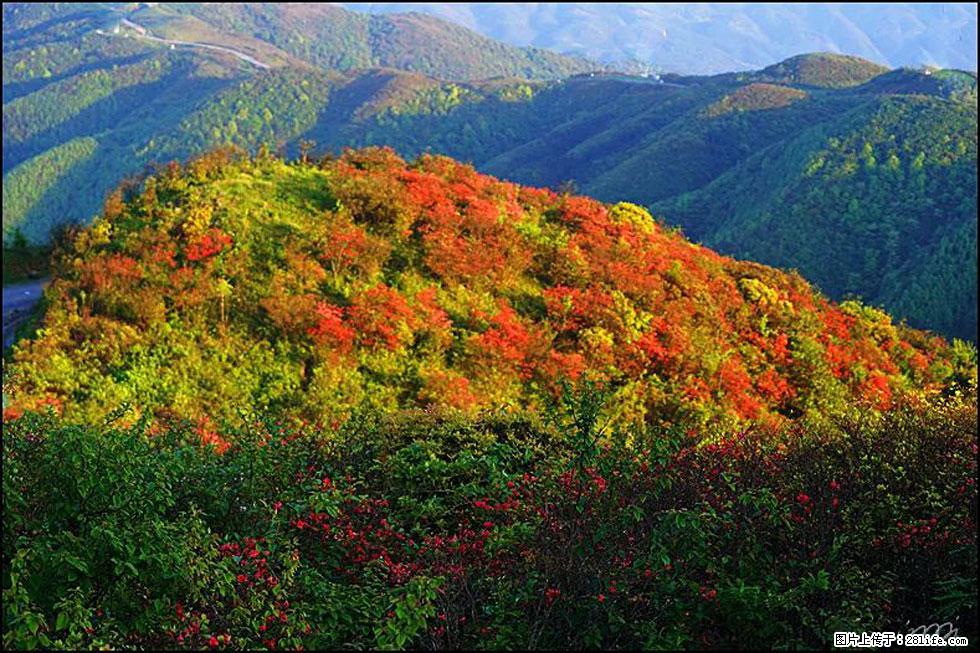 【春天，广西桂林灌阳县向您发出邀请！】春木界上映山红 - 游山玩水 - 秦皇岛生活社区 - 秦皇岛28生活网 qhd.28life.net