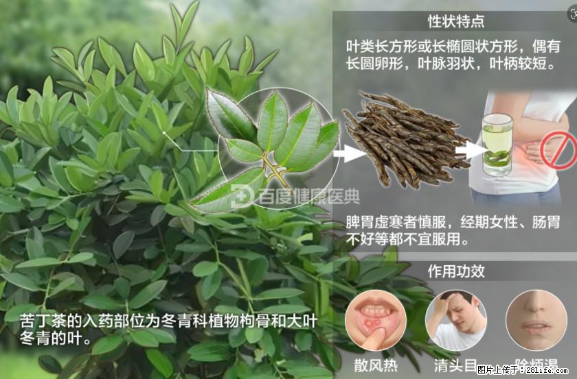 苦丁茶有哪些功效和作用 - 生活百科 - 秦皇岛生活社区 - 秦皇岛28生活网 qhd.28life.net