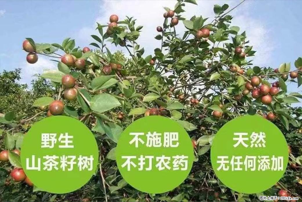 【灌阳县油茶产业示范区】一个有着充实的精神生活的人，对待身外之物自会有一种淡泊的态度 - 美食天地 - 秦皇岛生活社区 - 秦皇岛28生活网 qhd.28life.net
