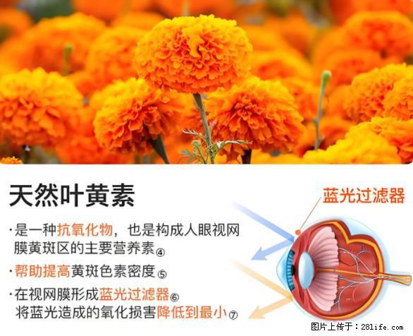 叶黄素有什么功效和作用 - 生活百科 - 秦皇岛生活社区 - 秦皇岛28生活网 qhd.28life.net