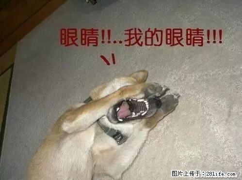 笑癫了！一女的怀孕三年未生，他终于忍不住了... - 娱乐八卦 - 秦皇岛生活社区 - 秦皇岛28生活网 qhd.28life.net