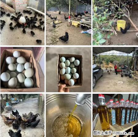 油茶园从小鸡仔开始养起的纯土鸡、土鸡蛋可以预定啦！还有前几天刚榨的纯山茶油哦 - 土特产 - 饮食特产 - 秦皇岛分类信息 - 秦皇岛28生活网 qhd.28life.net