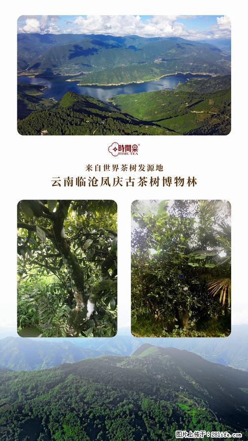 时间果百年古树2025年春红茶 - 购物交流 - 秦皇岛生活社区 - 秦皇岛28生活网 qhd.28life.net