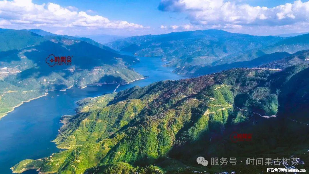 时间果百年古树龙珠普洱生茶 - 购物交流 - 秦皇岛生活社区 - 秦皇岛28生活网 qhd.28life.net