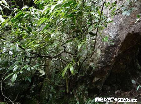 平乐石崖茶，珍贵仅次于金花茶 - 秦皇岛生活资讯 - 秦皇岛28生活网 qhd.28life.net
