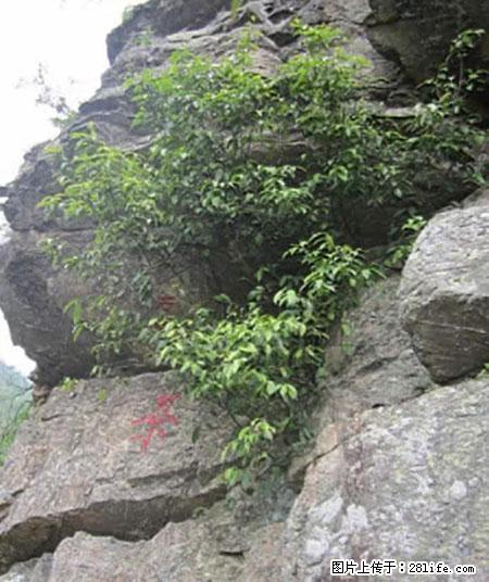 平乐石崖茶，珍贵仅次于金花茶 - 秦皇岛生活资讯 - 秦皇岛28生活网 qhd.28life.net