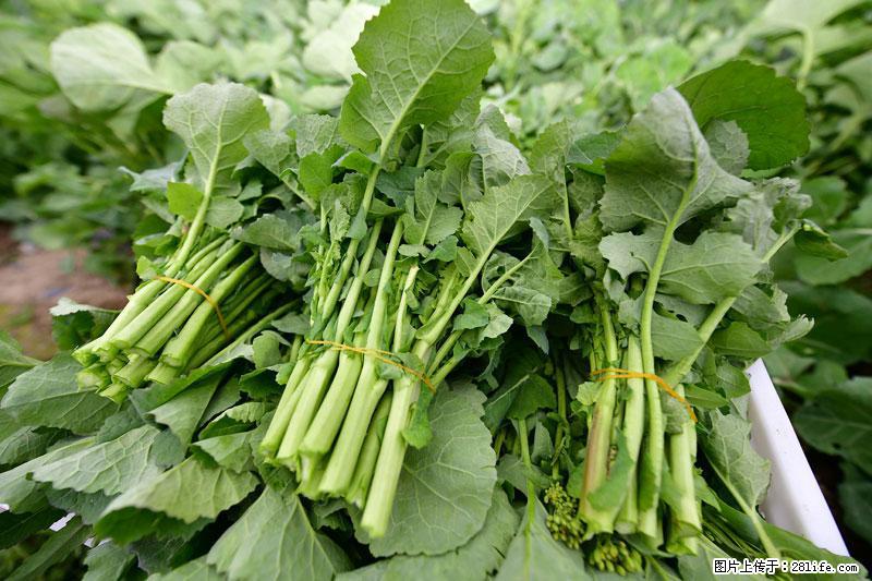 这些蔬菜是“天然钙片”，这6种被医生重点推荐 - 秦皇岛生活资讯 - 秦皇岛28生活网 qhd.28life.net